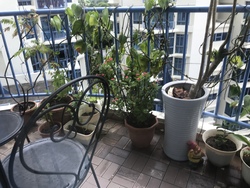 Sanctuary Green (D15), Condominium #175011822